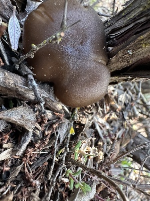  ( - FDS-CA-02032)  @11 [ ] by-nc (2024) Bat Vardeh Fungal Diversity Survey