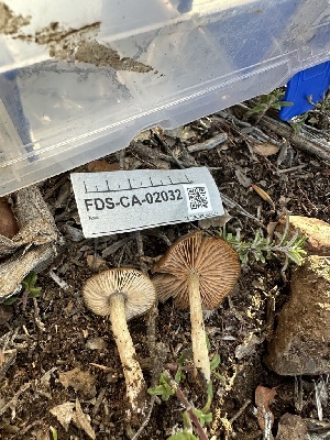  ( - FDS-CA-02032)  @11 [ ] by-nc (2024) Bat Vardeh Fungal Diversity Survey