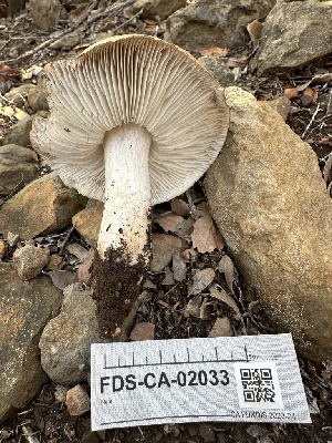  ( - FDS-CA-02033)  @11 [ ] by-nc (2024) Bat Vardeh Fungal Diversity Survey