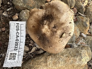  ( - FDS-CA-02033)  @11 [ ] by-nc (2024) Bat Vardeh Fungal Diversity Survey