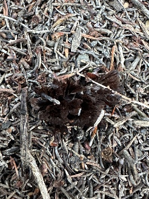  (Thelephora sp. CA04 - FDS-CA-02068)  @11 [ ] by-nc (2024) Bat Vardeh Fungal Diversity Survey