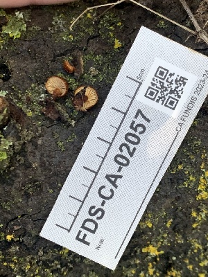  ( - FDS-CA-02057)  @11 [ ] by-nc (2024) Bat Vardeh Fungal Diversity Survey