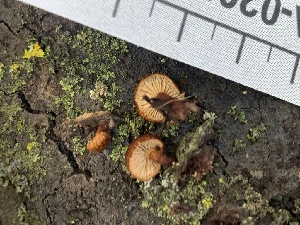  ( - FDS-CA-02057)  @11 [ ] by-nc (2024) Bat Vardeh Fungal Diversity Survey