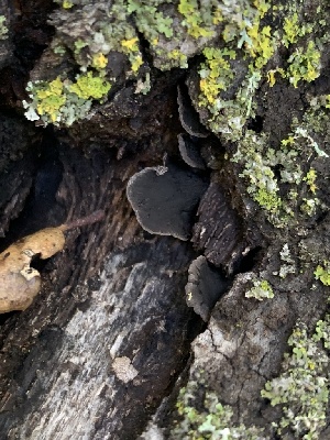  ( - FDS-CA-02058)  @11 [ ] by-nc (2024) Bat Vardeh Fungal Diversity Survey
