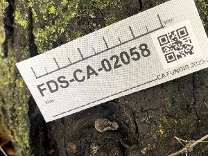  ( - FDS-CA-02058)  @11 [ ] by-nc (2024) Bat Vardeh Fungal Diversity Survey