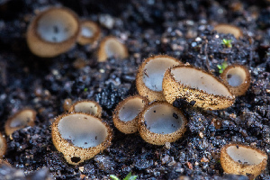  ( - FDS-CA-00071)  @11 [ ] by-nc (2024) Dean Lyons Fungal Diversity Survey