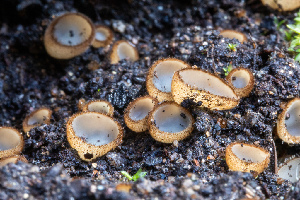  ( - FDS-CA-00071)  @11 [ ] by-nc (2024) Dean Lyons Fungal Diversity Survey