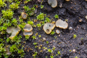  ( - FDS-CA-00071)  @11 [ ] by-nc (2024) Dean Lyons Fungal Diversity Survey