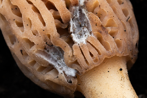  (Diploospora - FDS-CA-00072)  @11 [ ] by-nc (2024) Dean Lyons Fungal Diversity Survey