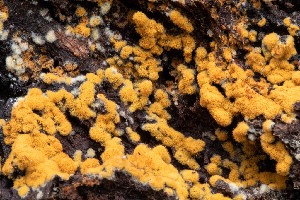  (Botryobasidium robustius - FDS-CA-00075)  @11 [ ] by-nc (2024) Dean Lyons Fungal Diversity Survey