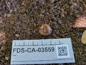  ( - FDS-CA-03559)  @11 [ ] by-nc (2024) Fresno Mycology Society Fungal Diversity Survey