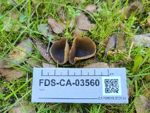  ( - FDS-CA-03560)  @11 [ ] by-nc (2024) Fresno Mycology Society Fungal Diversity Survey