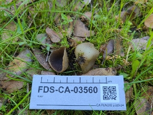  ( - FDS-CA-03560)  @11 [ ] by-nc (2024) Fresno Mycology Society Fungal Diversity Survey