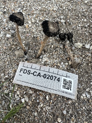  ( - FDS-CA-02074)  @11 [ ] by-nc (2024) Bat Vardeh Fungal Diversity Survey