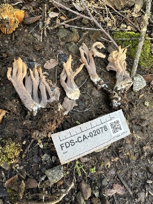  ( - FDS-CA-02078)  @11 [ ] by-nc (2024) Bat Vardeh Fungal Diversity Survey