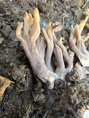  ( - FDS-CA-02078)  @11 [ ] by-nc (2024) Bat Vardeh Fungal Diversity Survey