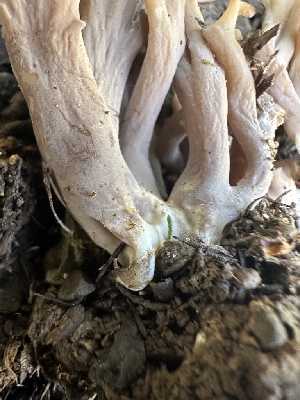  ( - FDS-CA-02078)  @11 [ ] by-nc (2024) Bat Vardeh Fungal Diversity Survey