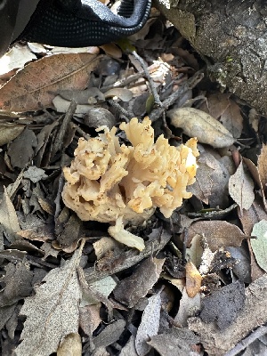  ( - FDS-CA-02080)  @11 [ ] by-nc (2024) Bat Vardeh Fungal Diversity Survey