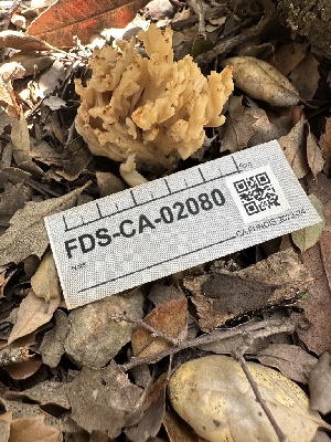  ( - FDS-CA-02080)  @11 [ ] by-nc (2024) Bat Vardeh Fungal Diversity Survey