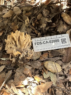  ( - FDS-CA-02080)  @11 [ ] by-nc (2024) Bat Vardeh Fungal Diversity Survey