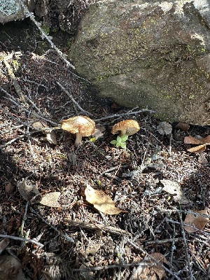  (Inocybe sp. CA48 - FDS-CA-02083)  @11 [ ] by-nc (2024) Bat Vardeh Fungal Diversity Survey