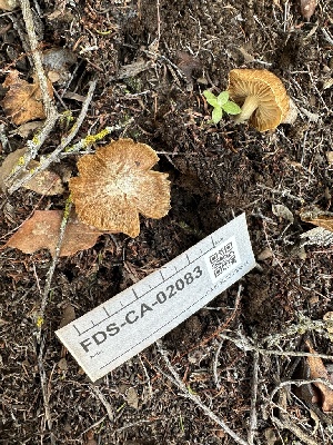  ( - FDS-CA-02083)  @11 [ ] by-nc (2024) Bat Vardeh Fungal Diversity Survey