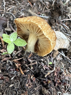  ( - FDS-CA-02083)  @11 [ ] by-nc (2024) Bat Vardeh Fungal Diversity Survey