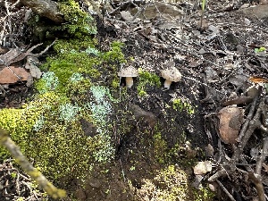  ( - FDS-CA-02084)  @11 [ ] by-nc (2024) Bat Vardeh Fungal Diversity Survey