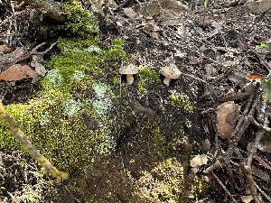  ( - FDS-CA-02084)  @11 [ ] by-nc (2024) Bat Vardeh Fungal Diversity Survey