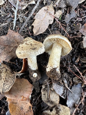  ( - FDS-CA-02084)  @11 [ ] by-nc (2024) Bat Vardeh Fungal Diversity Survey