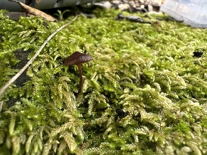  ( - FDS-CA-02085)  @11 [ ] by-nc (2024) Bat Vardeh Fungal Diversity Survey