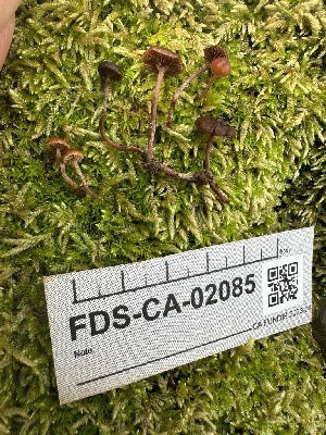  ( - FDS-CA-02085)  @11 [ ] by-nc (2024) Bat Vardeh Fungal Diversity Survey