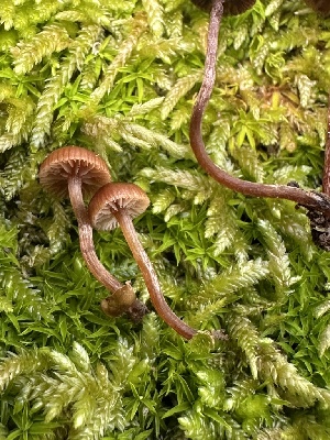  ( - FDS-CA-02085)  @11 [ ] by-nc (2024) Bat Vardeh Fungal Diversity Survey