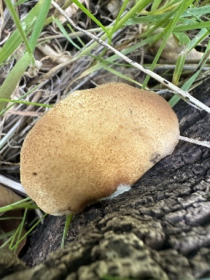 ( - FDS-CA-02086)  @11 [ ] by-nc (2024) Bat Vardeh Fungal Diversity Survey