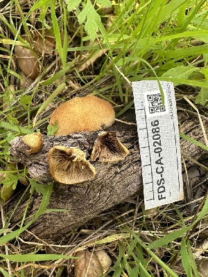  ( - FDS-CA-02086)  @11 [ ] by-nc (2024) Bat Vardeh Fungal Diversity Survey