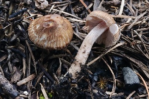  ( - FDS-CA-00974)  @11 [ ] by-nc (2024) Taye Bright Fungal Diversity Survey