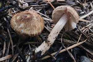  (Inocybe sp. CA54 - FDS-CA-00974)  @11 [ ] by-nc (2024) Taye Bright Fungal Diversity Survey