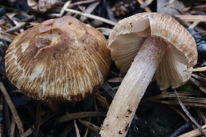  ( - FDS-CA-00974)  @11 [ ] by-nc (2024) Taye Bright Fungal Diversity Survey