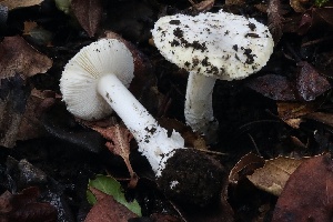 ( - FDS-CA-00976)  @11 [ ] by-nc (2024) Taye Bright Fungal Diversity Survey