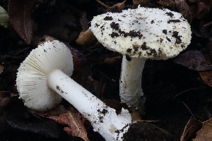  ( - FDS-CA-00976)  @11 [ ] by-nc (2024) Taye Bright Fungal Diversity Survey