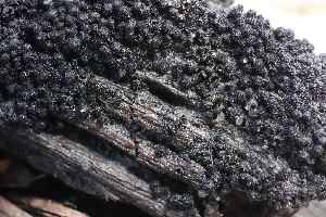  (Lasiosphaeriaceae - FDS-CA-00978)  @11 [ ] by-nc (2024) Taye Bright Fungal Diversity Survey