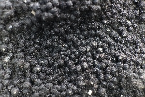  ( - FDS-CA-00978)  @11 [ ] by-nc (2024) Taye Bright Fungal Diversity Survey