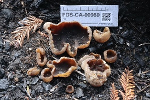  ( - FDS-CA-00980)  @11 [ ] by-nc (2024) Taye Bright Fungal Diversity Survey