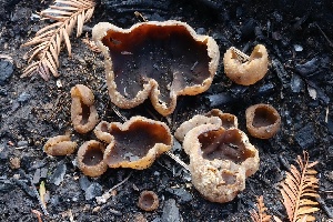  ( - FDS-CA-00980)  @11 [ ] by-nc (2024) Taye Bright Fungal Diversity Survey