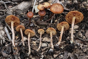  ( - FDS-CA-00984)  @11 [ ] by-nc (2024) Taye Bright Fungal Diversity Survey