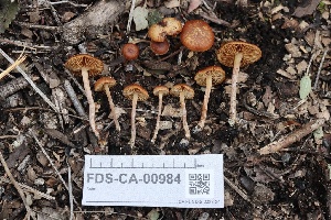  ( - FDS-CA-00984)  @11 [ ] by-nc (2024) Taye Bright Fungal Diversity Survey