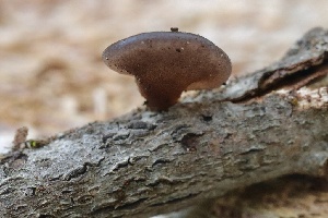  ( - FDS-CA-00987)  @11 [ ] by-nc (2024) Taye Bright Fungal Diversity Survey