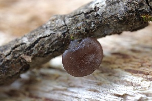  ( - FDS-CA-00987)  @11 [ ] by-nc (2024) Taye Bright Fungal Diversity Survey