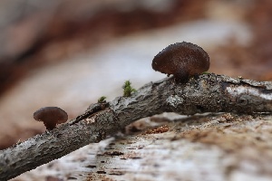  (Exidia sp. PNW01 - FDS-CA-00987)  @11 [ ] by-nc (2024) Taye Bright Fungal Diversity Survey