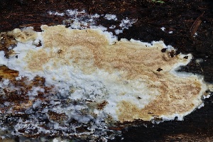  ( - FDS-CA-00988)  @11 [ ] by-nc (2024) Taye Bright Fungal Diversity Survey